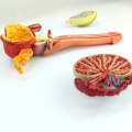 ANATOMY33 (12471) Medical Science Human Male Reproductive System Anatomical Model